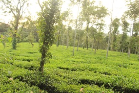 Cardamom plantation, Oakwood Oasis